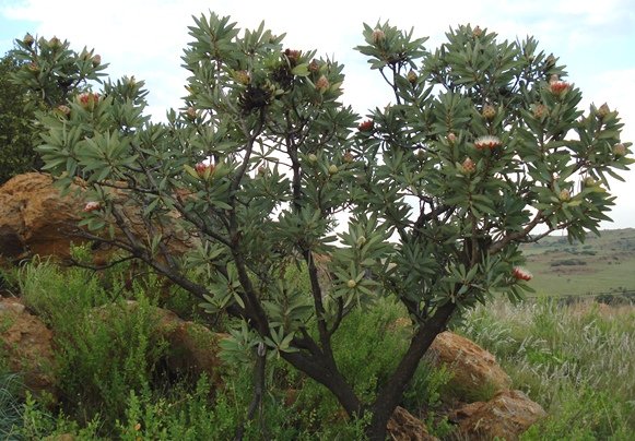 Protea caffra subsp. caffra